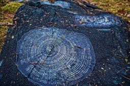 Printed tree rings stitched onto burlap.